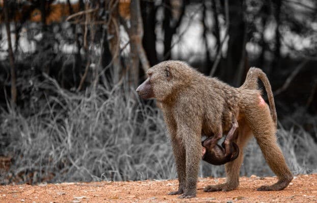 Wildlife at Shai Hills Resource Reserve